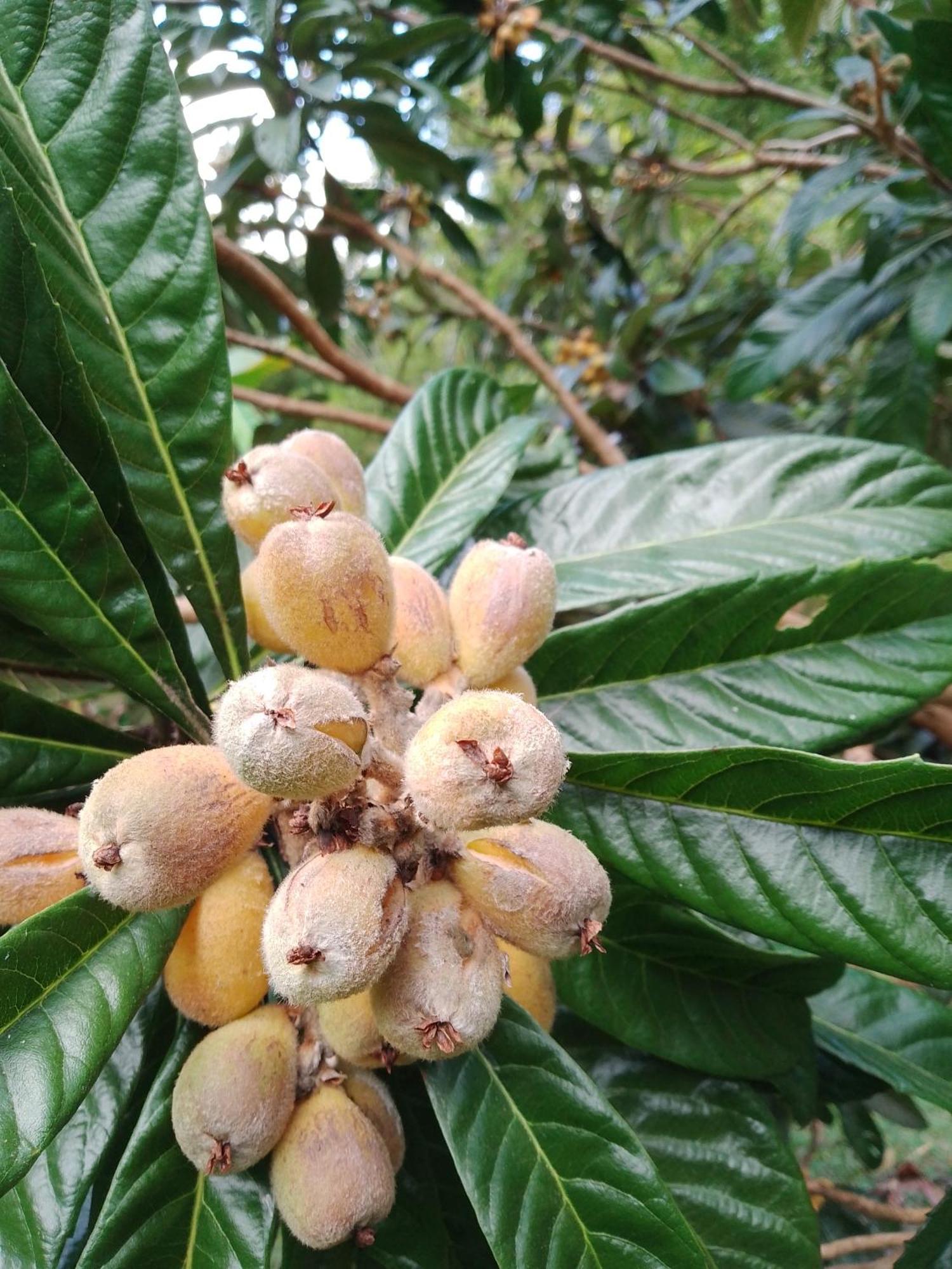 Rancho Pe Da Pedra Villa São Bento do Sapucaí Oda fotoğraf
